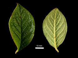 Cotoneaster bullatus: Leaves, upper and lower surfaces.
 Image: D. Glenny © Landcare Research 2017 CC BY 3.0 NZ